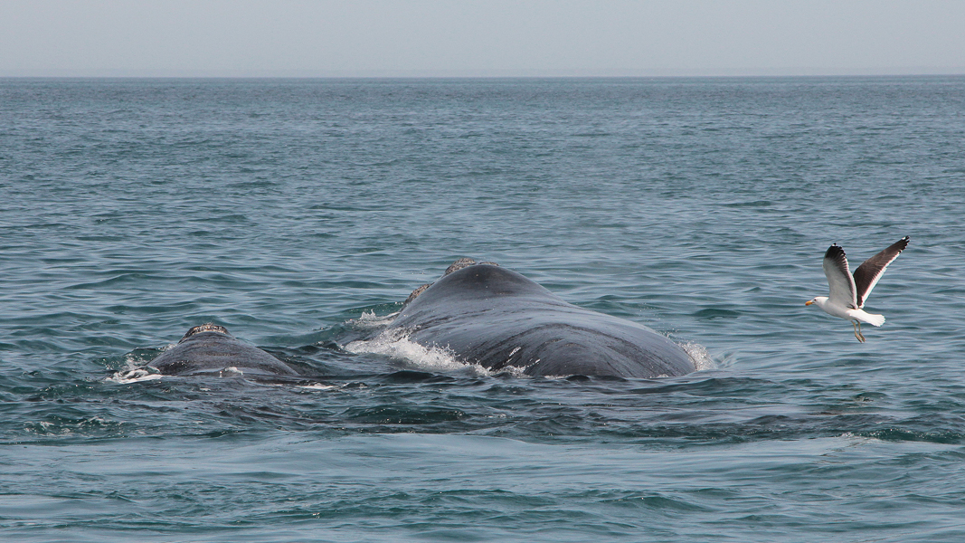 06416_walvissen.jpg - Southern Right Whale (Zuidkaper) - Eubalaena australis, Near Puerto Piramides