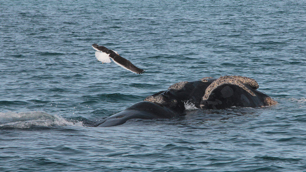 06422_walvis.jpg - Southern Right Whale (Zuidkaper) - Eubalaena australis, Near Puerto Piramides