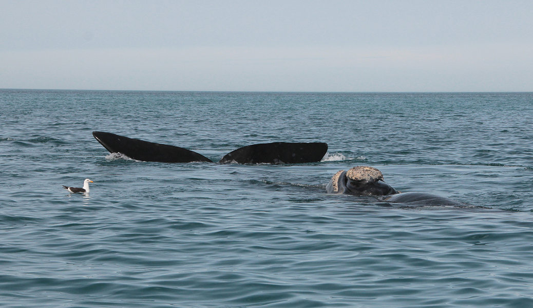 06437_walvissen.jpg - Southern Right Whale (Zuidkaper) - Eubalaena australis, Near Puerto Piramides
