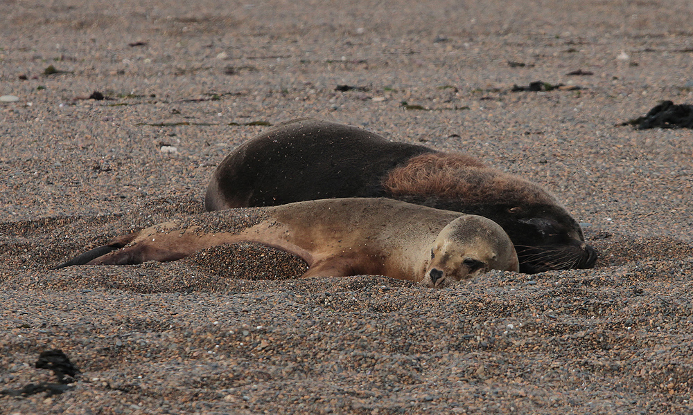06707_zeeleeuwen.jpg - Seals resting on the beach, Peninsula Valdes