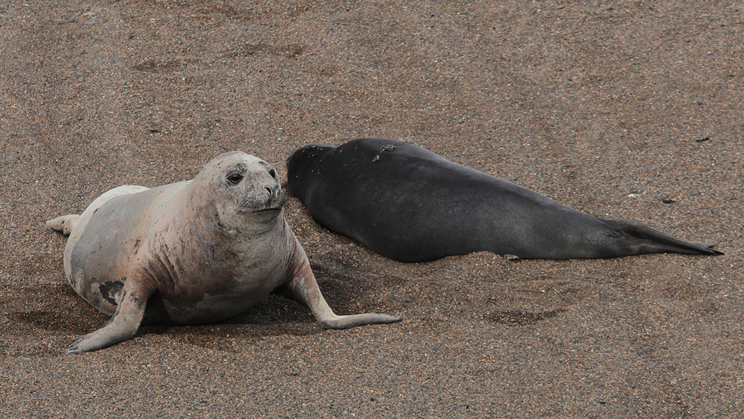 06751_zeeolifanten.jpg - Elephant seals resting on the beach, Peninsula Valdes