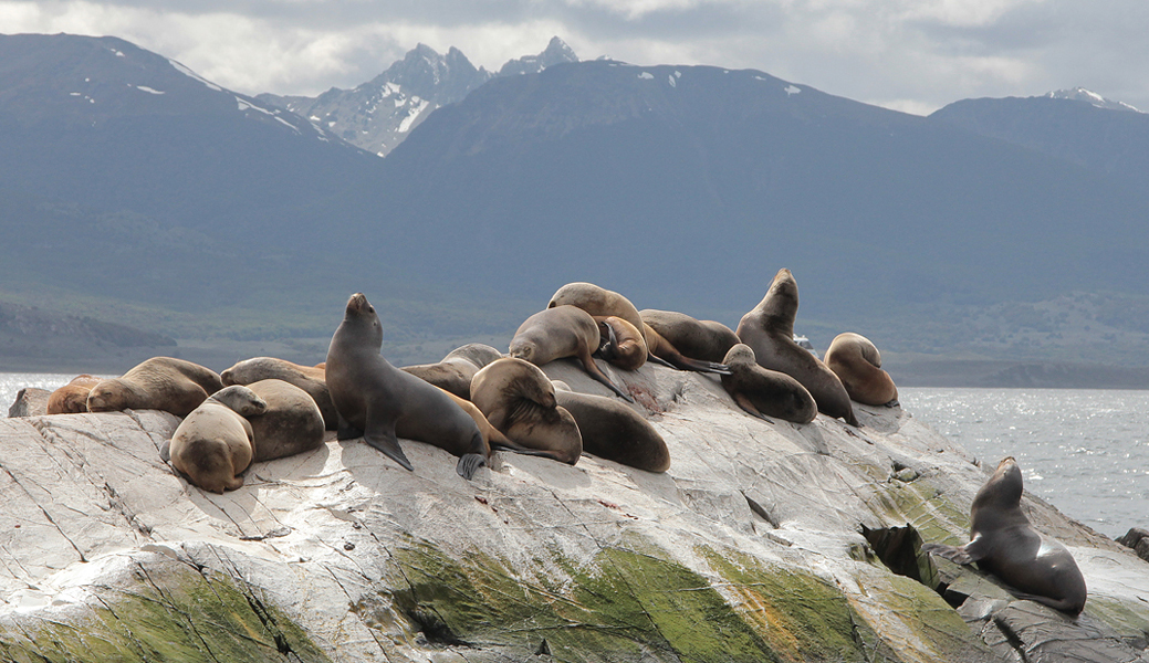 06925_zeeleeuwen_beagle_kanaal.jpg - Seals on island in Beagle Channel  (Southern Sea Lion - Otaria flavescens)