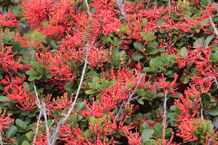 07168_fireflower.jpg - Flowering Firebush on island in Beagle Channel