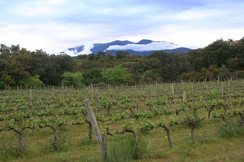 08_IMG_7195.JPG - Noord-Spanje, Catalunya - De voetheuvels van de Pyreneeen, kleinschalige wijnteelt in landschap met kurkeiken en struikheide.