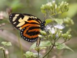 Tropical Milkweed Butterfly - Lycorea halia