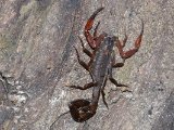 Amazonian black scorpion - Tityus obscurus