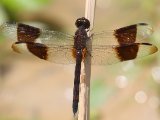 Band-winged Dragonlet - Erythrodiplax umbrata