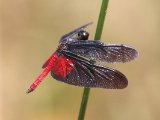 Dark-winged Skimmer - Diastatops pullata