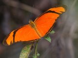 Oranje passiebloemvlinder - Dryas iulia