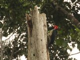Zwartkeelspecht - Crimson-crested Woodpecker