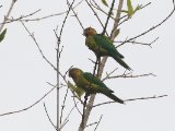 Maïsparkiet - Brown-throated Parakeet