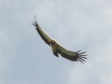 Koningsgier - King Vulture