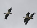 Kaalkopooievaar - Wood Stork
