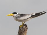 Grootsnavelstern - Large-billed Tern