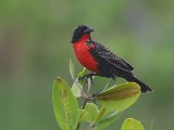 Zwartkopsoldatenspreeuw - Red-breasted Blackbird