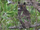 Amerikaanse oehoe - Great Horned Owl