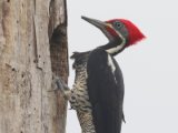 Gestreepte helmspecht - Lineated Woodpecker