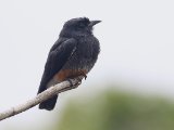 Zwaluwbaardkoekoek - Swallow-winged Puffbird