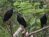 Zwarte gier - Black Vulture