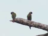 Bonte parkiet - Painted Parakeet