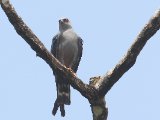 Donkergrijze wouw - Plumbeous Kite