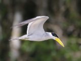 Grootsnavelstern - Large-billed Tern