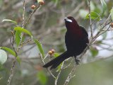 Fluweeltangare - Silver-beaked Tanager