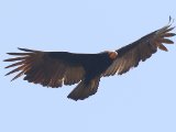 Grote geelkopgier - Greater Yellow-headed Vulture