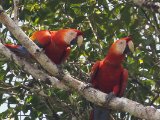 Geelvleugelara - Scarlet Macaw