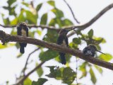 Bruinkeelglansvogel - Brown Jacamar