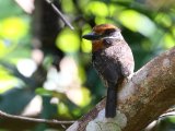 Gevlekte baardkoekoek - Spotted Puffbird