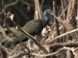 Groene ibis - Green Ibis