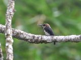 Bruinkeelglansvogel - Brown Jacamar