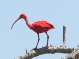 Rode ibis - Scarlet Ibis