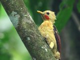 Strogele specht - Cream-colored Woodpecker