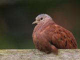 Steenduif - Ruddy Ground Dove