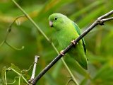 Groene muspapegaai - Green-rumped Parrotlet