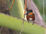 Groene dwergijsvogel - American Pygmy Kingfisher