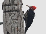 Zwartkeelspecht - Crimson-crested Woodpecker