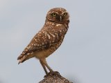 Holenuil - Burrowing Owl