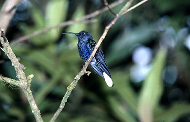 Violet Sabrewing