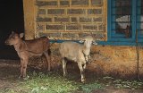 2295_manali_kalf_geit