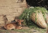 2301_manali_kalf