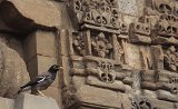 2439_myna