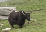 2252_yak