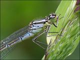 2007-05-13_Maanwaterjuffer_vr_-_Oudemolen_2