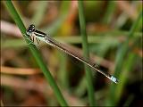 2007-05-13_Tengere_grasjuffer_-_Eexterveld