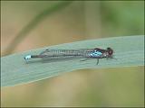2007-06-03_Grote_roodoogjuffer_-_Braamsplas
