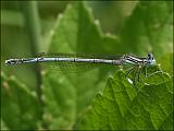 2007-06-05_Blauwe_breedscheenjuffer_m_-_Westersediepje