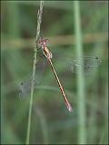 2007-06-24_Tangpantserjuffer_v_-_Balloerveld